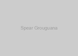 Spear Grouguana